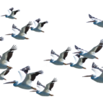Unlocking Stock Market Secrets: How Paper Trading Can Boost Your Investing Skills Today!